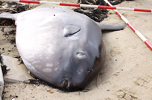 打ち上げられたマンボウ