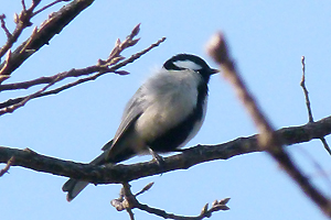 白い野鳥