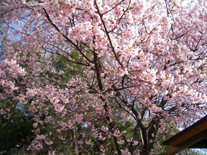 千鳥苑の寒緋桜