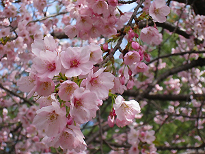 千鳥苑の寒緋桜