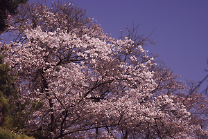 興山園の桜