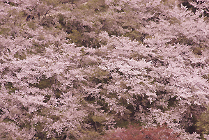 興山園の桜