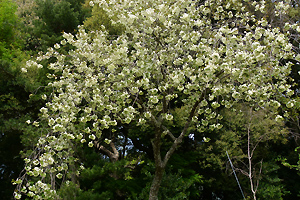 右近桜