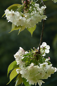 右近桜