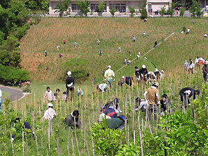 育林行動の様子