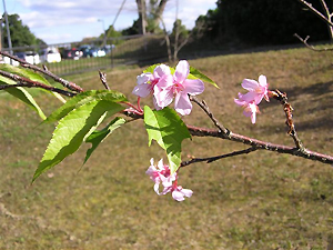 河津桜