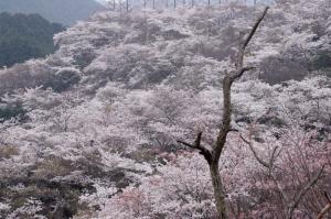 雲海桜