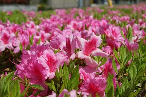 鮮やかな花々