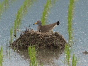 母鳥がやってきた