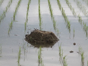 鳥の巣発見！