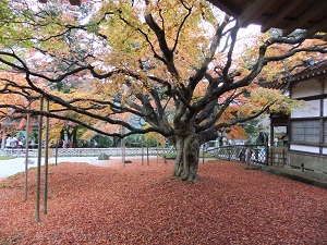 紅葉が見頃を迎えた大カエデ