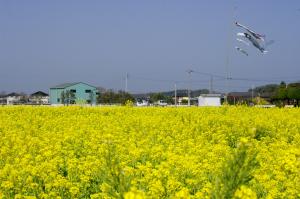 鮮やかな黄色が美しい