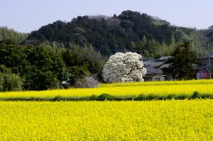 24日のなの花祭りも楽しみ