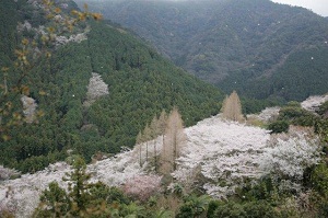 今年も満開の桜が楽しみ