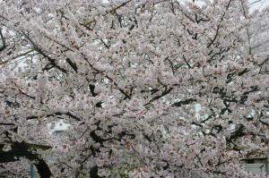 満開の桜