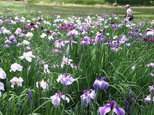 広大な敷地に菖蒲が満開