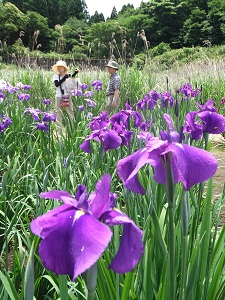 色鮮やかな菖蒲