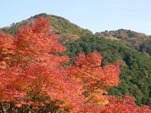 興山園の美しい紅葉l