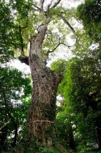 樹齢は約1100年だそう