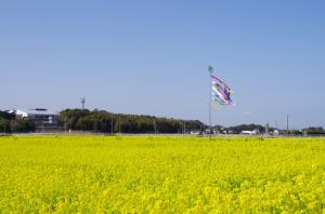 あたり一面なの花が広がります