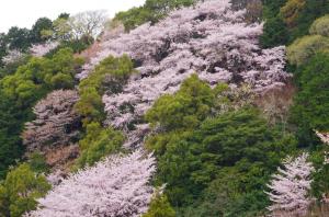 満開の桜