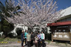 千鳥苑のみごとな桜