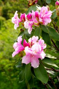 石楠花（しゃくなげ）の花