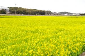 一面の菜の花