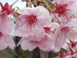 興山園桜