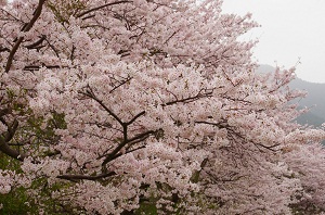 清滝の桜
