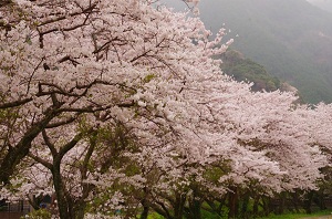 清滝の桜