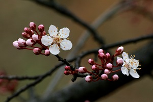 桜の蕾