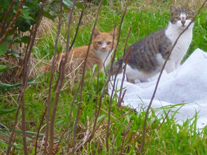 20160314-街角の猫たち