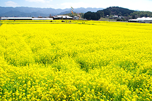 20160318-一面の菜の花