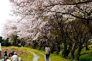 満開の桜.jpg