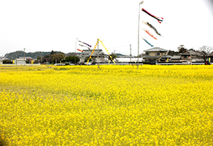 一面の菜の花