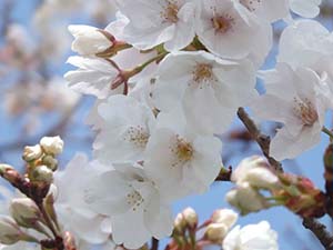 美しい桜の花