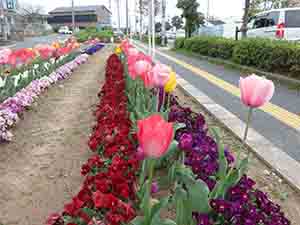 花々が咲き乱れています