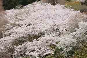 まるで雲海のような満開の桜