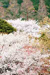 桜並木も雲海に見えて