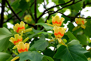百合の木の花