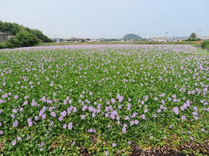 一面に薄紫の花