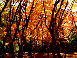 興山園の紅葉