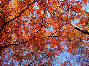 興山園の紅葉