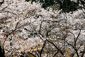 興山園の満開の桜