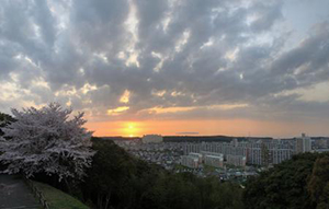 桜満開の鹿部山