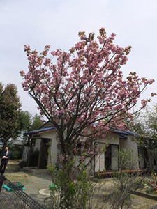 八重桜