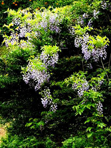 水辺公園の藤の花