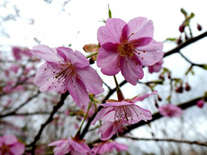 河津桜