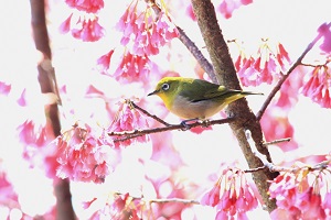 寒緋桜とメジロ